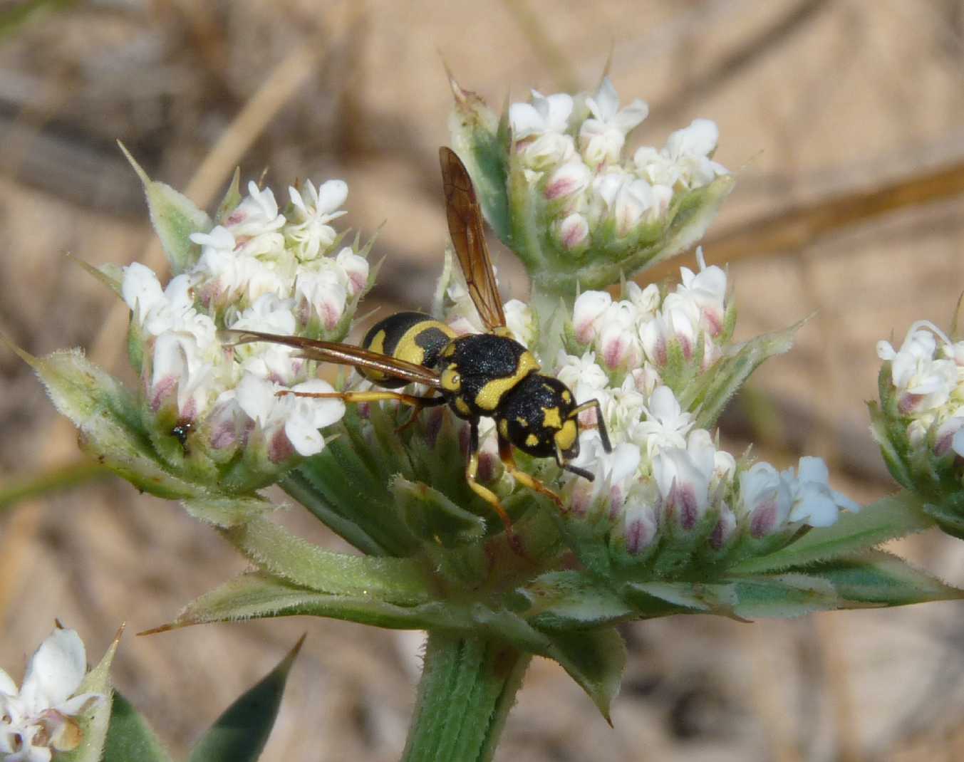 Parodontodynerus ephippium.